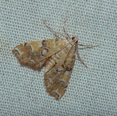 Pondside Pyralid Moth - Elophila icciusalis