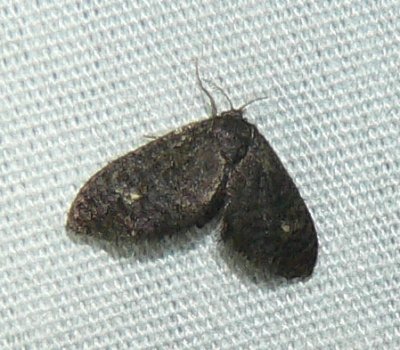 Planthopper Parasite Moth - Fulgoraecia exigua
