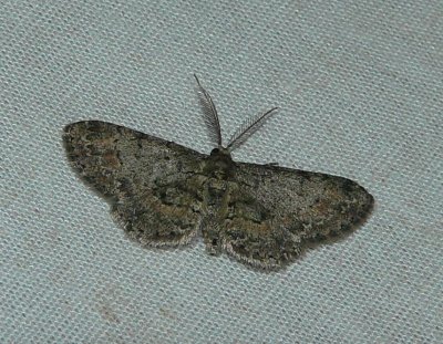 Texas Gray Moth - Glenoides texanaria