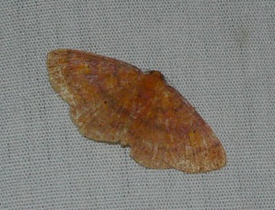 Black-dotted Ruddy Moth - Ilecta intractata
