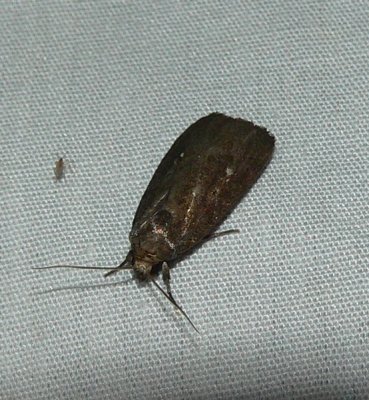 Miranda Moth - Proxenus miranda