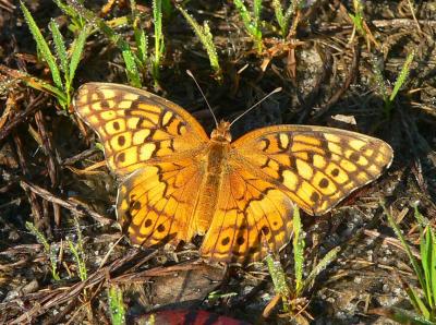 Variegated Fritillary - Euptoieta claudia