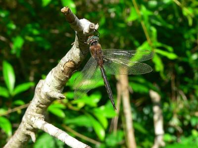 Slender Baskettail - Epitheca costalis