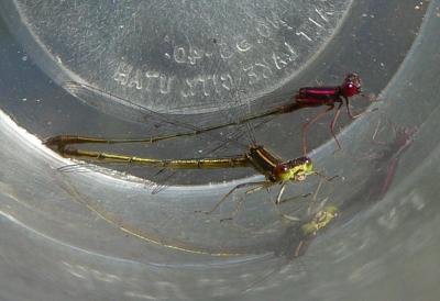 Burgundy Bluets - Enallagma dubium