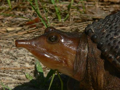 Softshell Turtles