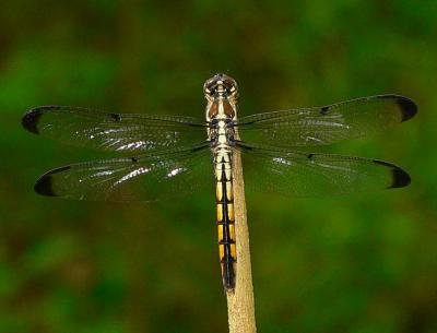Great Blue Skimmer - Libellula vibrans