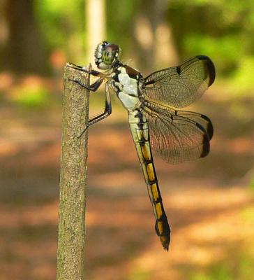 Great Blue Skimmer - Libellula vibrans