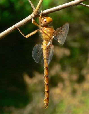 Cinnamon Shadowdragon - Neurocordulia virginiensis