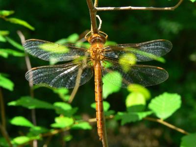 Cinnamon Shadowdragon - Neurocordulia virginiensis