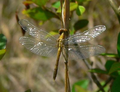 Little Blue Dragonlet - Erythrodiplax miniscula