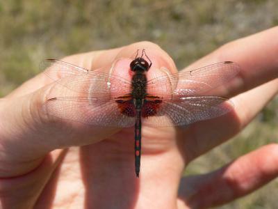 Ornate Pennant - Celithemis ornata