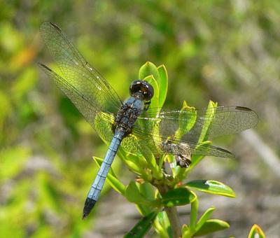 Little Blue Dragonlet - Erythrodiplax miniscula