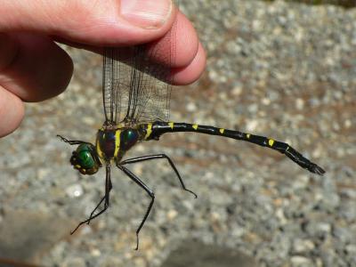 Royal River Cruiser - Macromia taeniolata