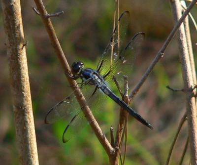 Bar-winged Skimmer - Libellula axilena
