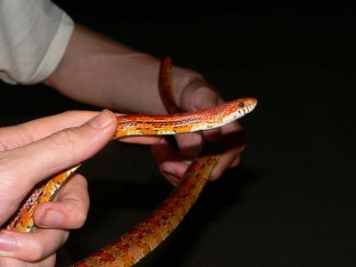 Corn Snake - Elaphe guttata guttata