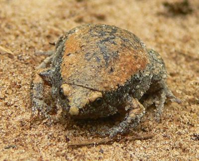 Eastern Narrowmouth Toad - Gastrophryne carolinensis