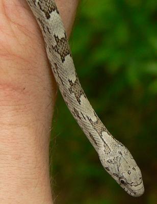 Gray Rat Snake - Elaphe obsoleta spiloides