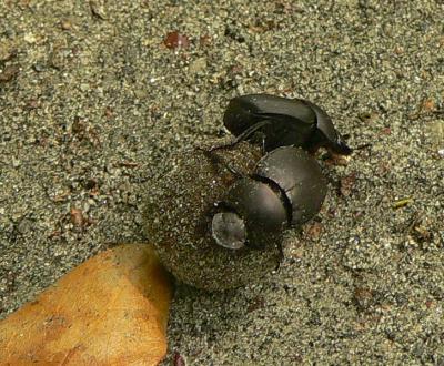 Dung Beetles - Canthon sp.