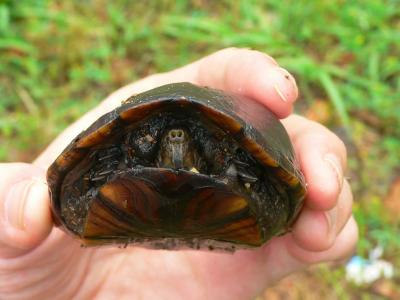 Eastern Mud Turtle - Kinosternon subrubrum