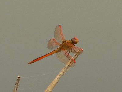 Golden-winged Skimmer - Libellula auripennis