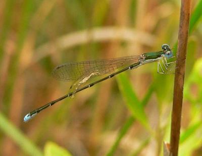 Southern Sprite - <i>Nehalennia integricollis</i>