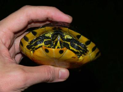 Yellowbellied Slider - Trachemys scripta scripta