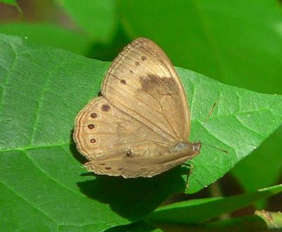 Appalachian Brown - Satyrodes appalachia