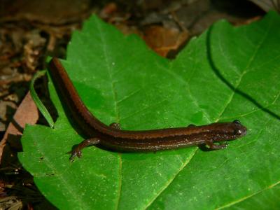 Dwarf Salamander - Eurycea quadridigitata