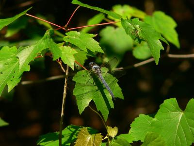 Great Blue Skimmer - Libellula vibrans