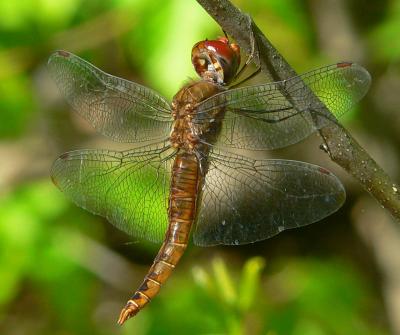 Spot-winged Glider - Pantala hymenaea