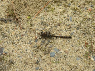 Ringed Boghaunter - Williamsonia lintneri
