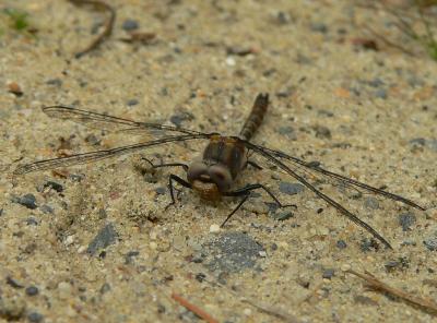Ringed Boghaunter - Williamsonia lintneri