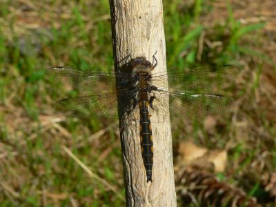 Beaverpond Baskettail - Epitheca canis