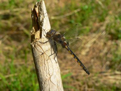 Beaverpond Baskettail - Epitheca canis