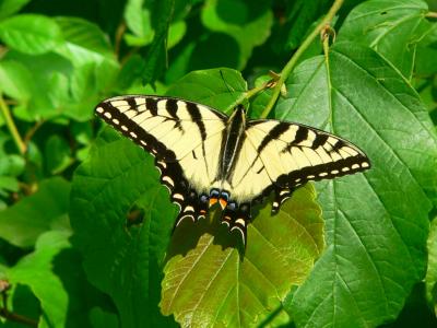 EasternTiger Swallowtail - Papilio glaucus
