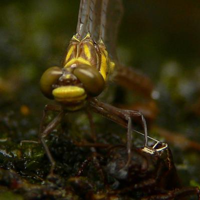 Southern Pygmy Clubtail Emergence