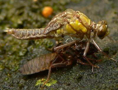 Southern Pygmy Clubtail - Lanthus vernalis