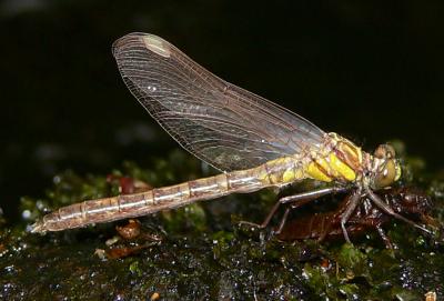 Southern Pygmy Clubtail - Lanthus vernalis