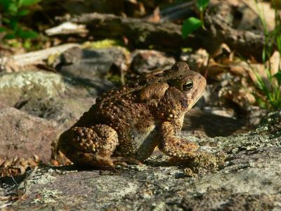 American Toad - Anaxyrus americanus