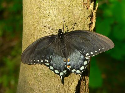 Spicebush Swallowtail - Papilio troilus
