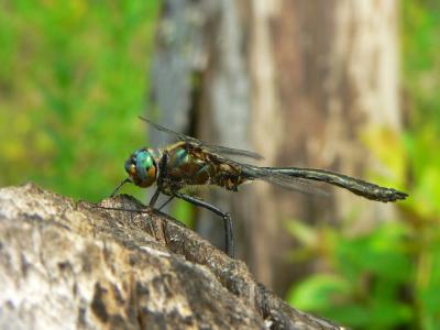American Emerald - Cordulia shurtleffii