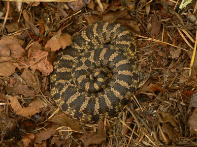 Eastern Hognose Snake - Heterodon platyrhinos