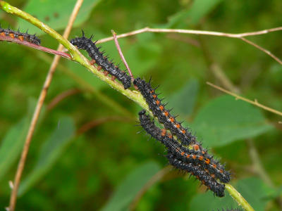 Mourning Cloak Caterpillars - Nymphalis antiopa