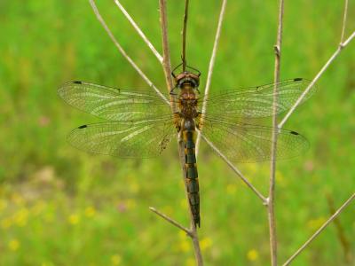 Petite Emerald - Dorocordulia lepida