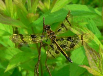 Halloween Pennant - Celithemis eponina
