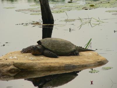 Common Snapping Turtle - Chelydra serpentina