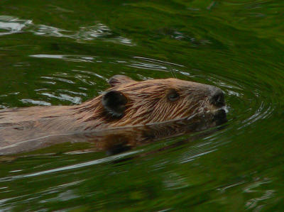 Beaver - Castor canadensis