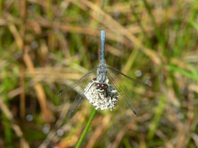 Elfin Skimmer - Nannothemis bella