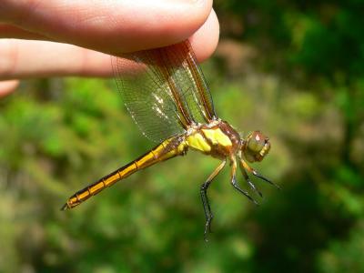 Yellow-sided Skimmer - Libellula flavida
