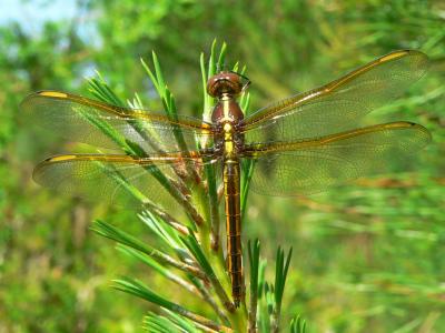 Yellow-sided Skimmer - Libellula flavida